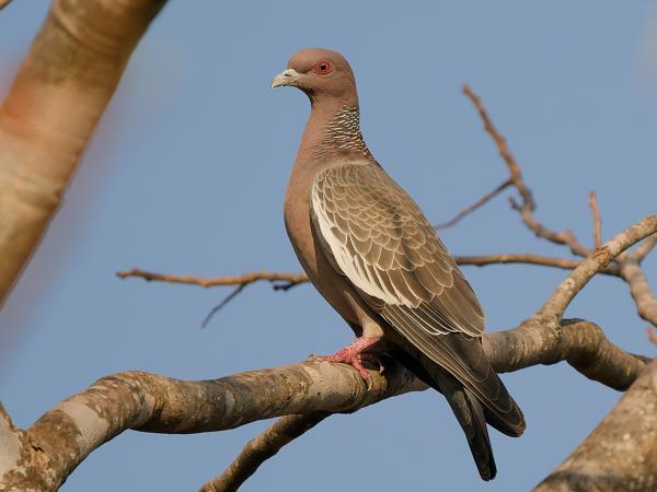 Picazuroduif (Patagioenas picazuro)